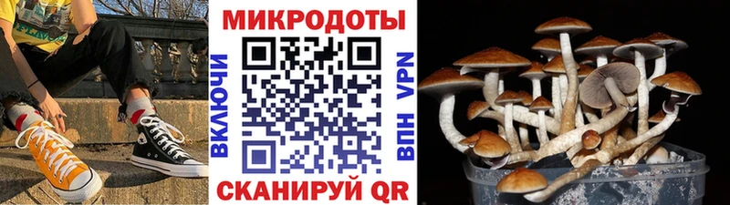 KRAKEN tor Шебекино Псилоцибиновые грибы Cubensis даркнет сайт